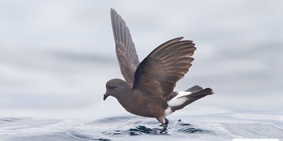 لحظاتی از تقلا و تلاش نفسگیر پرنده برا نجات از طوفان +ویدئو