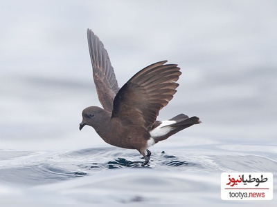 لحظاتی از تقلا و تلاش نفسگیر پرنده برا نجات از طوفان +ویدئو