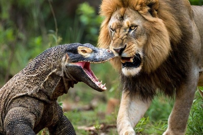 فیلم/ قلعه حیوانات؛ مستند حیات وحش/حمله بی رحمانه اژدهای کومودو وحشی به شیر سلطان جنگل/ در طبیعت هیچ پادشاهی ابدی نیست زهر اژدها، آخرین نفس غرور را برید