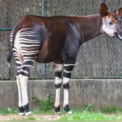 زیباترین الاغ جهان که شبیه اسب است، «خرپگا» گوش‌های عجیب شما را شگفت زده میکند! +تصاویر