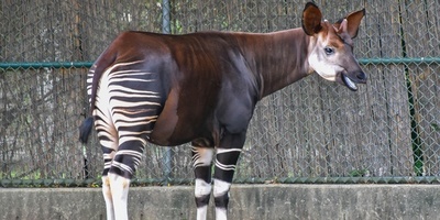 زیباترین الاغ جهان که شبیه اسب است، «خرپگا» گوش‌های عجیب شما را شگفت زده میکند! +تصاویر
