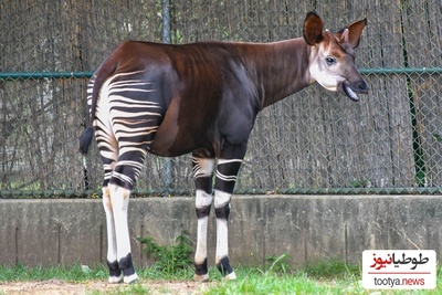 زیباترین الاغ جهان که شبیه اسب است، «خرپگا» گوش‌های عجیب شما را شگفت زده میکند! +تصاویر