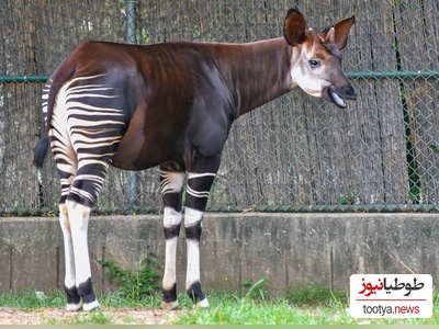 زیباترین الاغ جهان که شبیه اسب است، «خرپگا» گوش‌های عجیب شما را شگفت زده میکند! +تصاویر