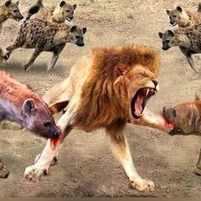 مستند حیات وحش: نبرد شیر تنها در میان کفتارهای وحشی و گرسنه+ویدیو
