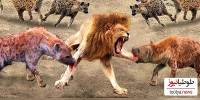 مستند حیات وحش: نبرد شیر تنها در میان کفتارهای وحشی و گرسنه+ویدیو