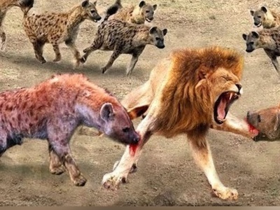 مستند حیات وحش: نبرد شیر تنها در میان کفتارهای وحشی و گرسنه+ویدیو
