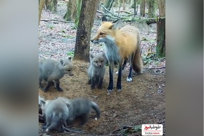 (ویدئو) مستند حیات وحش حیوانات؛راز بقا: مادرانه‌های روباه برای توله‌هایش دل همه رو کباب کرد