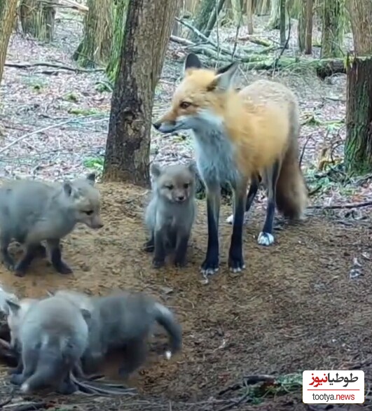 (ویدئو) مستند حیات وحش حیوانات؛راز بقا: مادرانه‌های روباه برای توله‌هایش دل همه رو کباب کرد