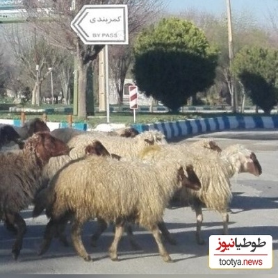 خلاقیت جالب چوپان باهوش در محافظت از گوسفندانش در سطح شهر و جلوگیری از تصادف کردن با خودروها+فیلم/ مهندس واقعی تویی😍