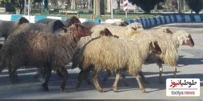 خلاقیت جالب چوپان باهوش در محافظت از گوسفندانش در سطح شهر و جلوگیری از تصادف کردن با خودروها+فیلم/ مهندس واقعی تویی😍