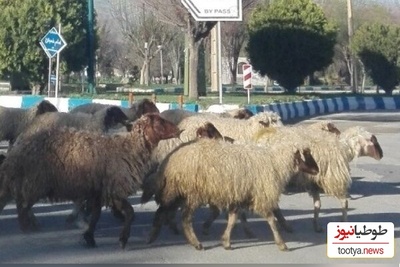 خلاقیت جالب چوپان باهوش در محافظت از گوسفندانش در سطح شهر و جلوگیری از تصادف کردن با خودروها+فیلم/ مهندس واقعی تویی😍