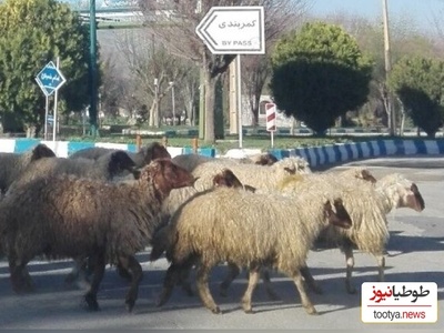 خلاقیت جالب چوپان باهوش در محافظت از گوسفندانش در سطح شهر و جلوگیری از تصادف کردن با خودروها+فیلم/ مهندس واقعی تویی😍