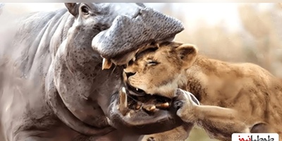 مستند حیات وحش؛ فرار خنده دار سلطان جنگل از دست اسب های آبی/ قشنگ دمشو گذاشت رو کولش فرار کرد+ویدئو