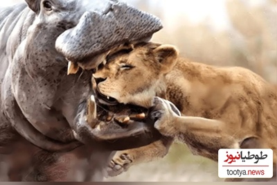 مستند حیات وحش؛ فرار خنده دار سلطان جنگل از دست اسب های آبی/ قشنگ دمشو گذاشت رو کولش فرار کرد+ویدئو