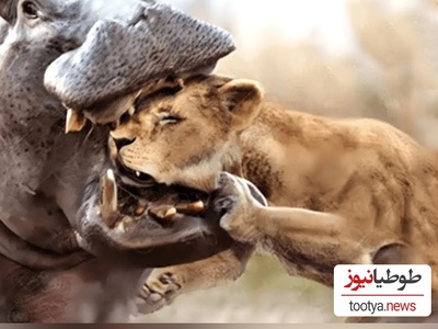 مستند حیات وحش؛ فرار خنده دار سلطان جنگل از دست اسب های آبی/ قشنگ دمشو گذاشت رو کولش فرار کرد+ویدئو