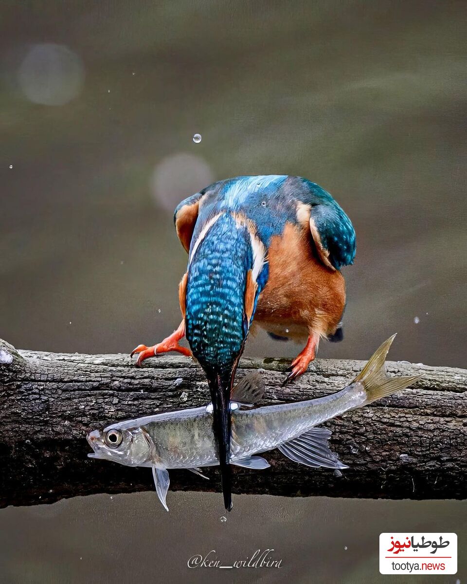 شکار ماهی توسط پرنده