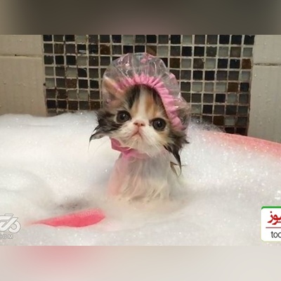 بچه گربه ای که تو حموم از سرپرست خودش قهر کرده😂/ قهر نکن عشق من قهر تو آتیشمه+ ویدیو