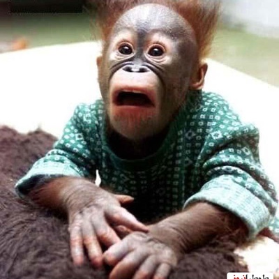 قهقهه میمون‌ها بعد از دیدن شعبده‌بازی؛ بمب خنده امروز!/ هوش بالای میمون‌ها در مواجهه با پدیده‌های ناشناخته