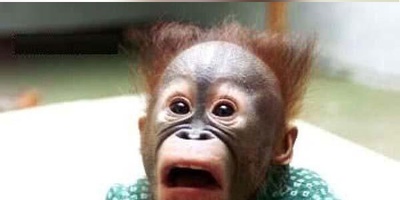 قهقهه میمون‌ها بعد از دیدن شعبده‌بازی؛ بمب خنده امروز!/ هوش بالای میمون‌ها در مواجهه با پدیده‌های ناشناخته