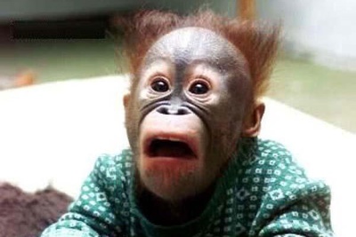 قهقهه میمون‌ها بعد از دیدن شعبده‌بازی؛ بمب خنده امروز!/ هوش بالای میمون‌ها در مواجهه با پدیده‌های ناشناخته