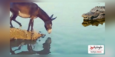 (ویدئو) نبرد نفس‌گیر  تمساح وحشی و الاغ