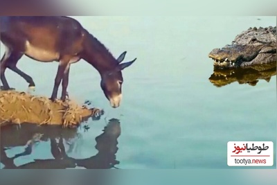 (ویدئو) نبرد نفس‌گیر  تمساح وحشی و الاغ