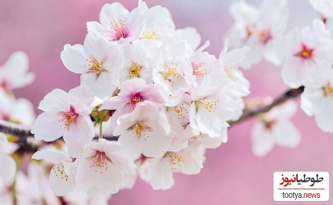 شکوفه های گیلاس