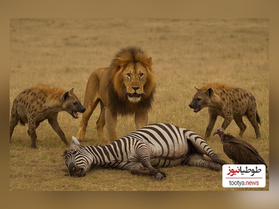 (ویدئو) مستند حیات وحش حیوانات/ راز بقا، این داستان: قلدری شیر برای کفتارها و لاشخورها