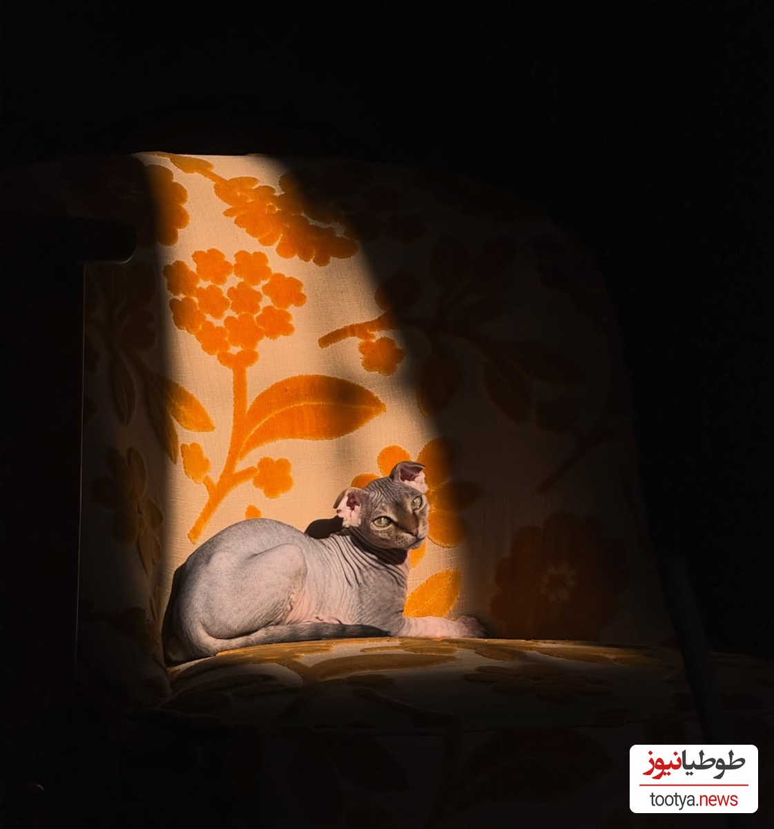 گربه