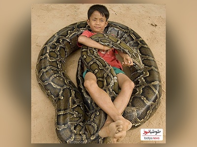 (ویدئو) ویژه علاقه مندان به مستند حیات وحش حیوانات/  لحظه نفس گیر  باز کردن تخم مار پیتون و خارج شدن بچه مارها