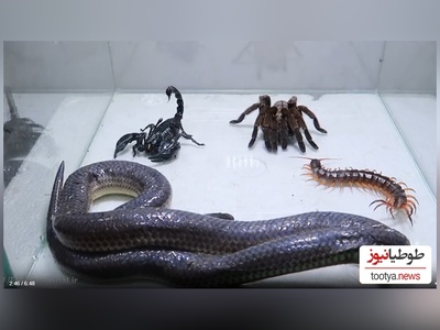 مستند حیات وحش حیوانات/  نبرد نفس‌گیر مار، عقرب سیاه، رتیل، هزارپا