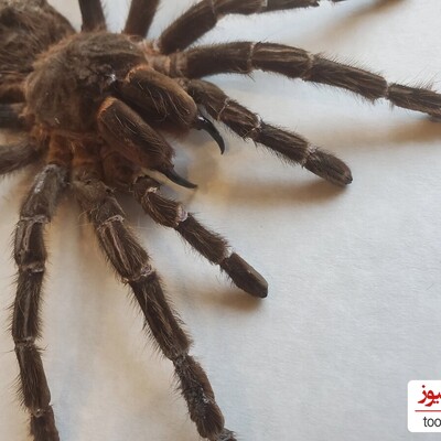 (تصویر)کشف سمی ترین و بزرگترین عنکبوت جهان!/هرکول خان چه قیافه ی چندش و وحشتناکی هم داره