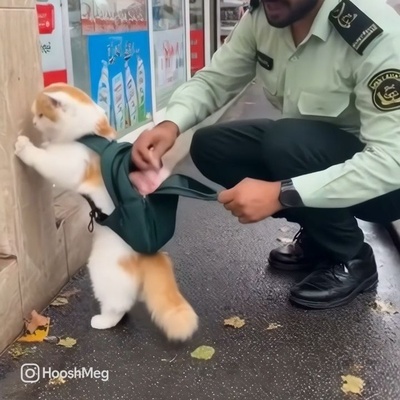 بازدید میلیونی عملیات بازداشت یک گربه خلافکار؛ صحنه‌ای که همه را شوکه و خندان کرد🤣