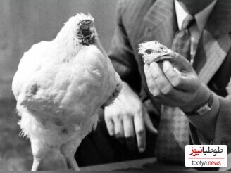 (تصاویر) یکی از عجیب ترین و حیرت انگیز ترین پدیده های تاریخ!/ مرغی که بدون سر خود زنده بود و حرکت میکرد!+ویدئو 😮