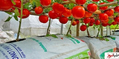 (ویدئو) بهترین و ارزان ترین پرورش گوجه فرنگی در خانه/ واقعا روش جالبیه