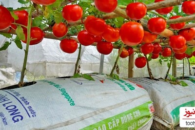 (ویدئو) بهترین و ارزان ترین پرورش گوجه فرنگی در خانه/ واقعا روش جالبیه