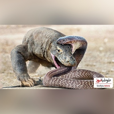 ویژه علاقه مندان به مستند حیات وحش حیوانات/ مبارزه  نفس‌گیر بین اژدهای کومودو و مار برای بقا