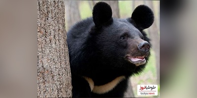 ویژه علاقه مندان به مستند حیات وحش حیوانات/ میدونی فرق من و تو چیه؟ تو با باربی بزرگ شدی ولی عروسک من خرس واقعی بود+ فیلم