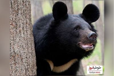 ویژه علاقه مندان به مستند حیات وحش حیوانات/ میدونی فرق من و تو چیه؟ تو با باربی بزرگ شدی ولی عروسک من خرس واقعی بود+ فیلم