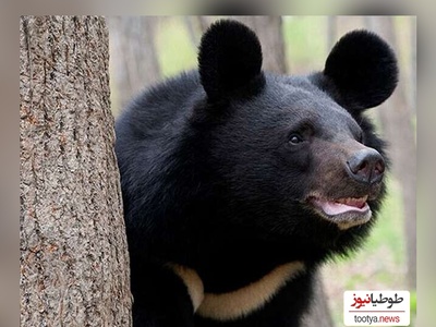 ویژه علاقه مندان به مستند حیات وحش حیوانات/ میدونی فرق من و تو چیه؟ تو با باربی بزرگ شدی ولی عروسک من خرس واقعی بود+ فیلم