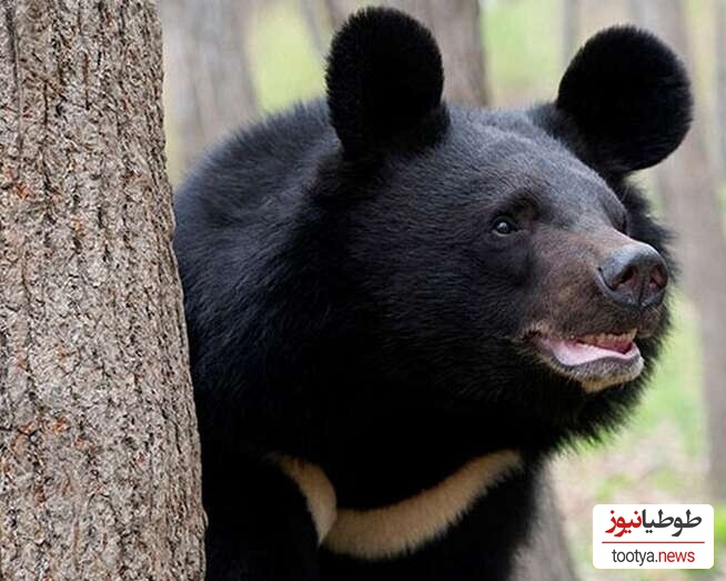 ویژه علاقه مندان به مستند حیات وحش حیوانات/ میدونی فرق من و تو چیه؟ تو با باربی بزرگ شدی ولی عروسک من خرس واقعی بود+ فیلم