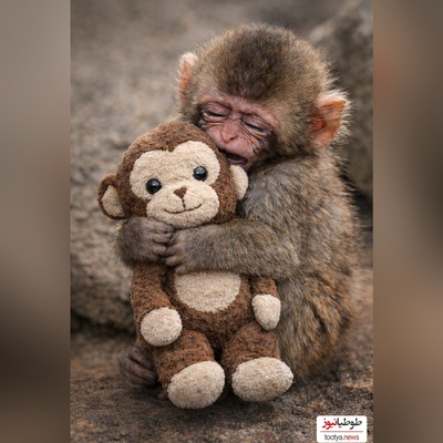 مستندی تلخ از حیات وحش/ میمون کوچولوی یتیمی که تنها دلخوشیش عروسکش شد/ بمیرم برای تنهاییت😥