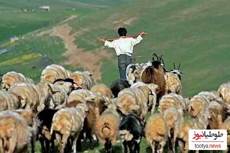 (ویدئو) خلاقیت تحسین برانگیز چوپان خوش ذوق برای نجات گوسفندش از چنگال گرگ حماسه ای آفرید جهانی
