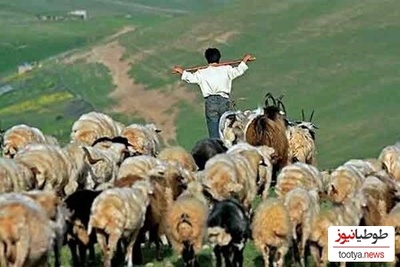 (ویدئو) خلاقیت تحسین برانگیز چوپان خوش ذوق برای نجات گوسفندش از چنگال گرگ حماسه ای آفرید جهانی