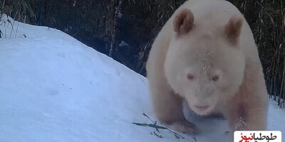(فیلم) بدشانس ترین خرس دنیا/ کاش آدمیزاد اینقدر تو کار طبیعت دخالت نمی‌کرد/ بنظرتون اگه میتونس حرف بزنه چیا میگفت؟🤔