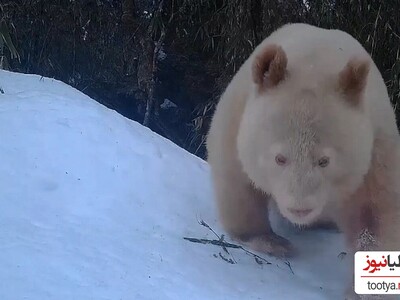 (فیلم) بدشانس ترین خرس دنیا/ کاش آدمیزاد اینقدر تو کار طبیعت دخالت نمی‌کرد/ بنظرتون اگه میتونس حرف بزنه چیا میگفت؟🤔