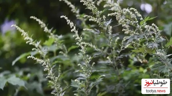 خاراگوش یا موگورت (افسنطین)