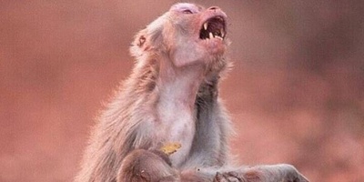 ویژه علاقه مندان به مستند حیات وحش حیوانات/ راز بقا, این داستان وقتی مامان میمون مجبورش می‌کنه تا کاری رو انجام بده