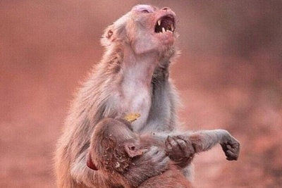 ویژه علاقه مندان به مستند حیات وحش حیوانات/ راز بقا, این داستان وقتی مامان میمون مجبورش می‌کنه تا کاری رو انجام بده