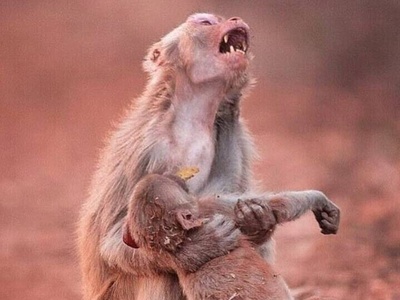 ویژه علاقه مندان به مستند حیات وحش حیوانات/ راز بقا, این داستان وقتی مامان میمون مجبورش می‌کنه تا کاری رو انجام بده